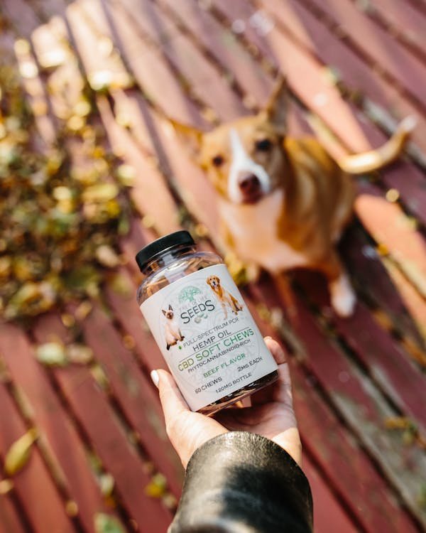 Comment déterminer le dosage de cannabidiol idéal pour votre chien ?